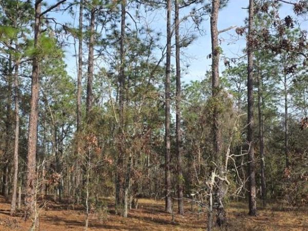 0 NW Alvarez Rd N NW ALVAREZ RD HIGHWAY, DUNNELLON, FL 34431