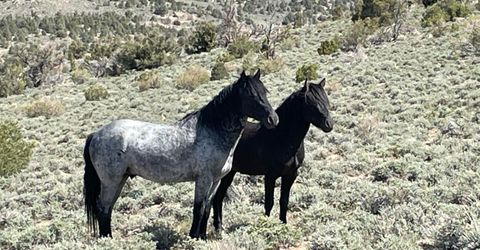 Tbd P14, Lot #76, Minden, NV 89423 Photo