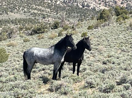 Tbd P14, Lot #76, Minden, NV 89423 Photo