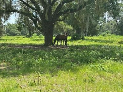 14854 NE Jacksonville Road , Citra, FL 32113 Photo