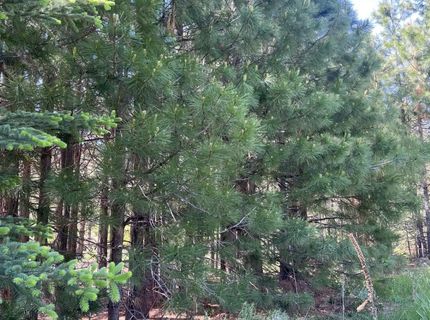 87 Flint Way, Lake Almanor, CA 96137 Photo