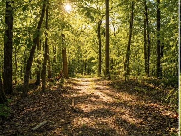 1029 Bear Hollow Road, Pineville, MO 64856