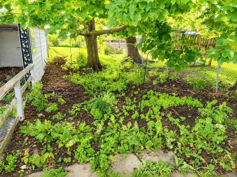 221 N Madriver Street, Bellefontaine, OH 43311 Photo 17