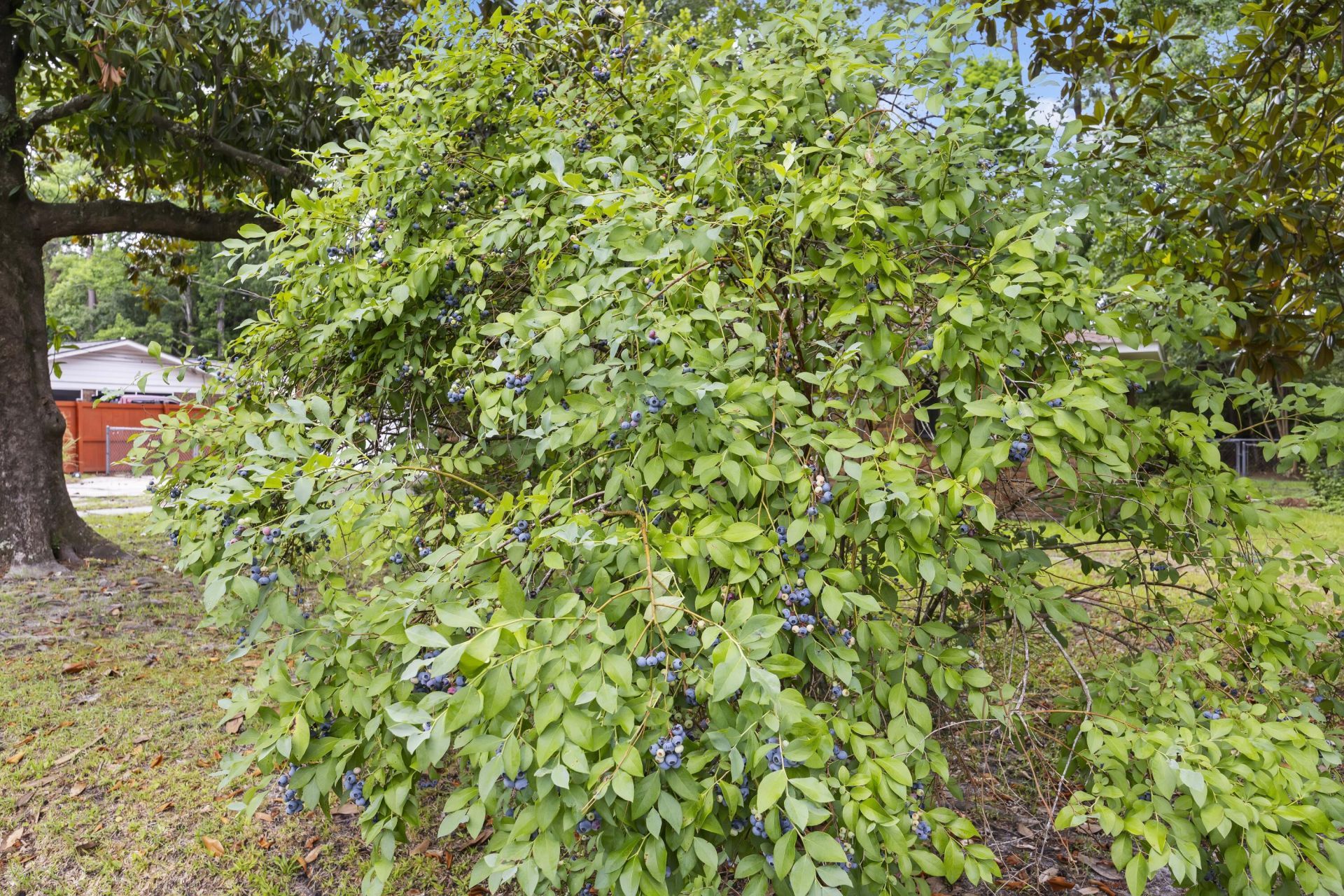 124 Helen Drive Photo 34