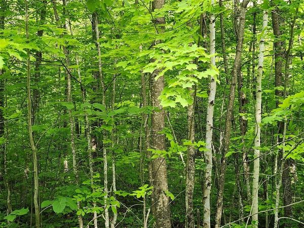 Off Borrie Road, Couderay, WI 54828
