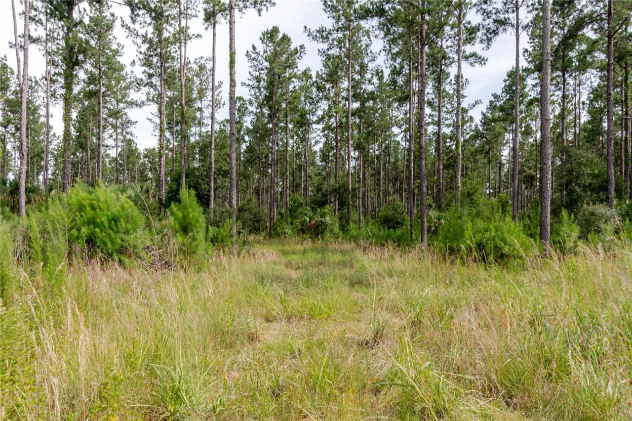 Ne 90th Street Road , Fort Mc Coy, FL 32134 Photo