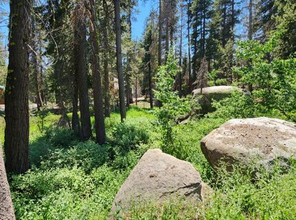 5 Monty Wolf Rd, Bear Valley, CA 95223 Photo