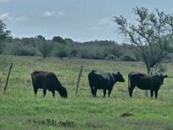000 County Road 18 30.73 Acres Tract 3, Hallettsville, TX 77964