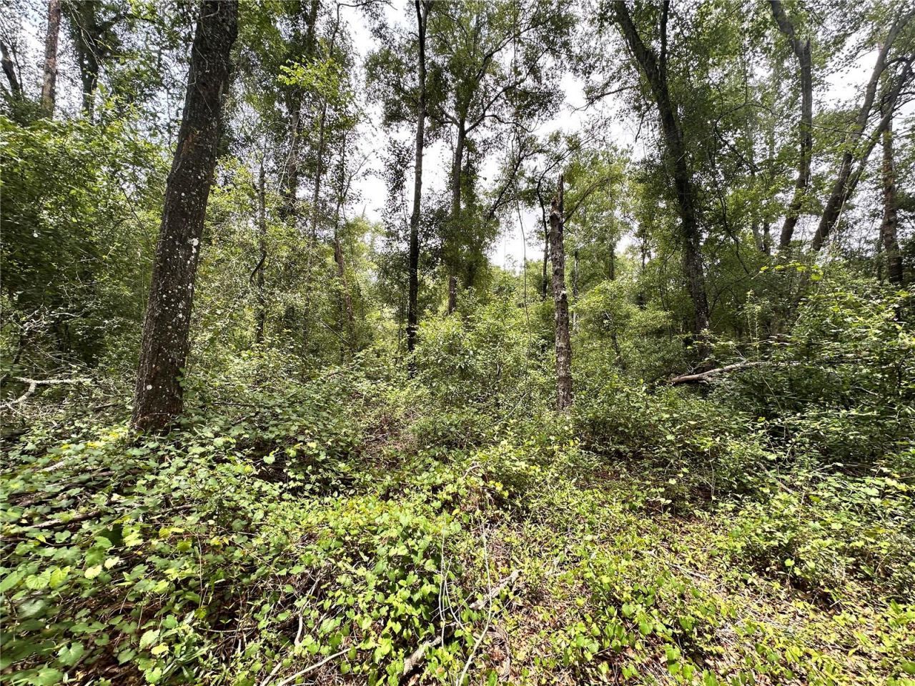County Road 349 N., O Brien, FL 32071 Photo