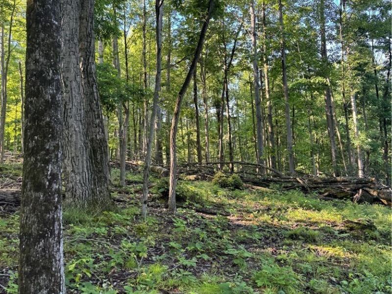 Stone Quarry Road, Danville, OH 43014 Photo 18