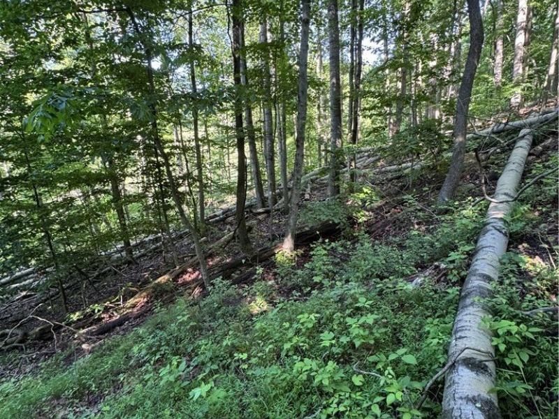Stone Quarry Road, Danville, OH 43014 Photo 26
