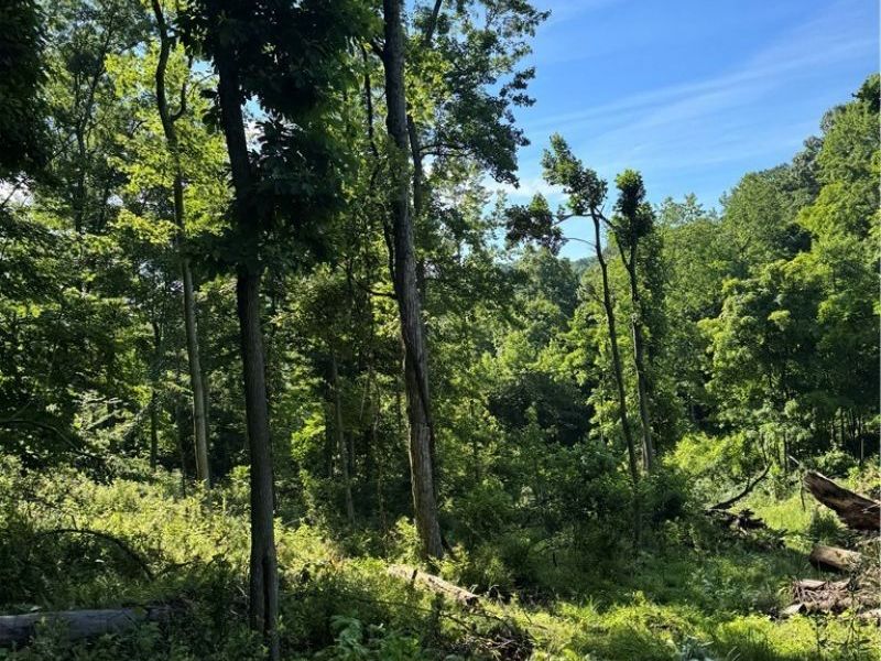 Stone Quarry Road, Danville, OH 43014 Photo 29