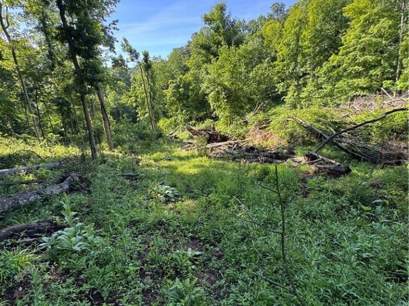 Stone Quarry Road, Danville, OH 43014 Photo 38