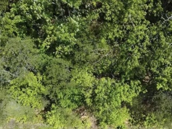 Lot 81 Yellowwood Drive, Sevierville, TN 37876