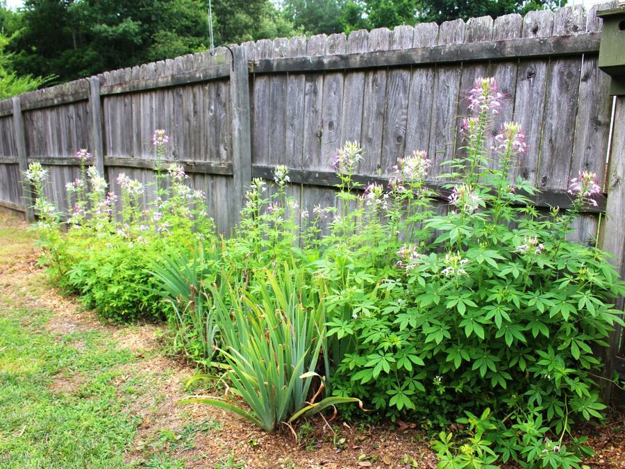 Property Image 52