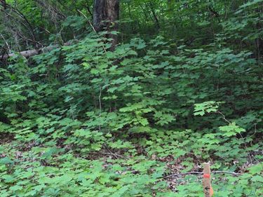 TBD, Lots 310, 353, and 354 195th Place, McGregor, MN 55760