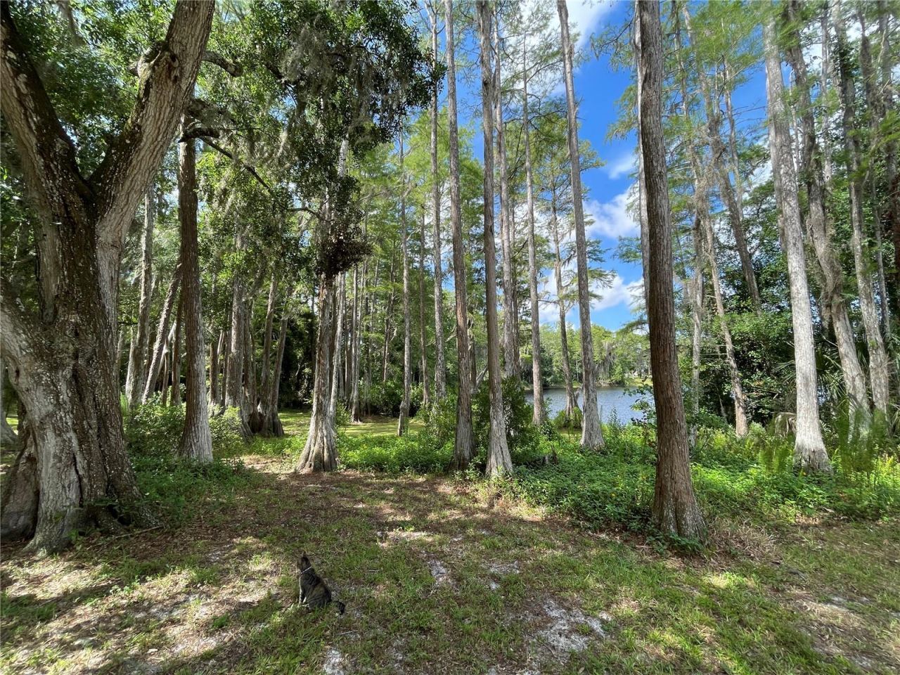 8270 Sycamore Drive, New Port Richey, FL 34654 Photo