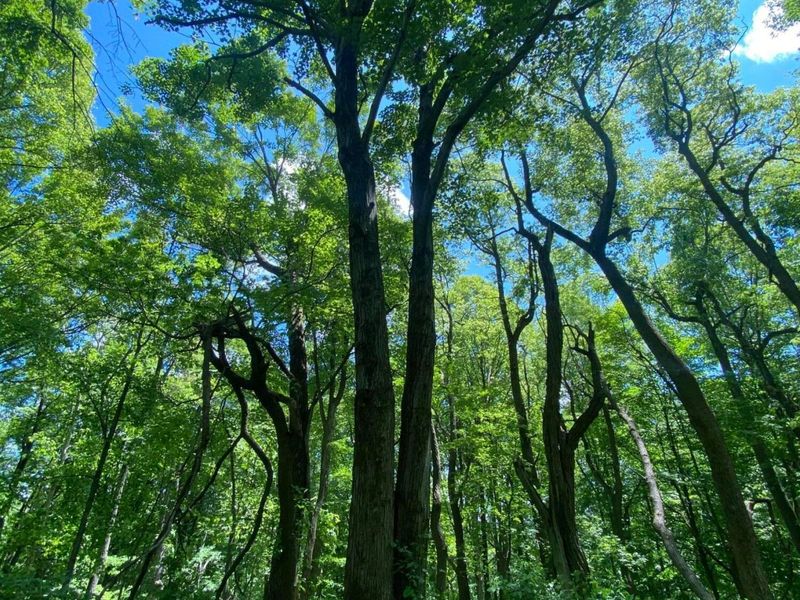 24630 Turner Road , South Bloomingville, OH 43152 Photo 7