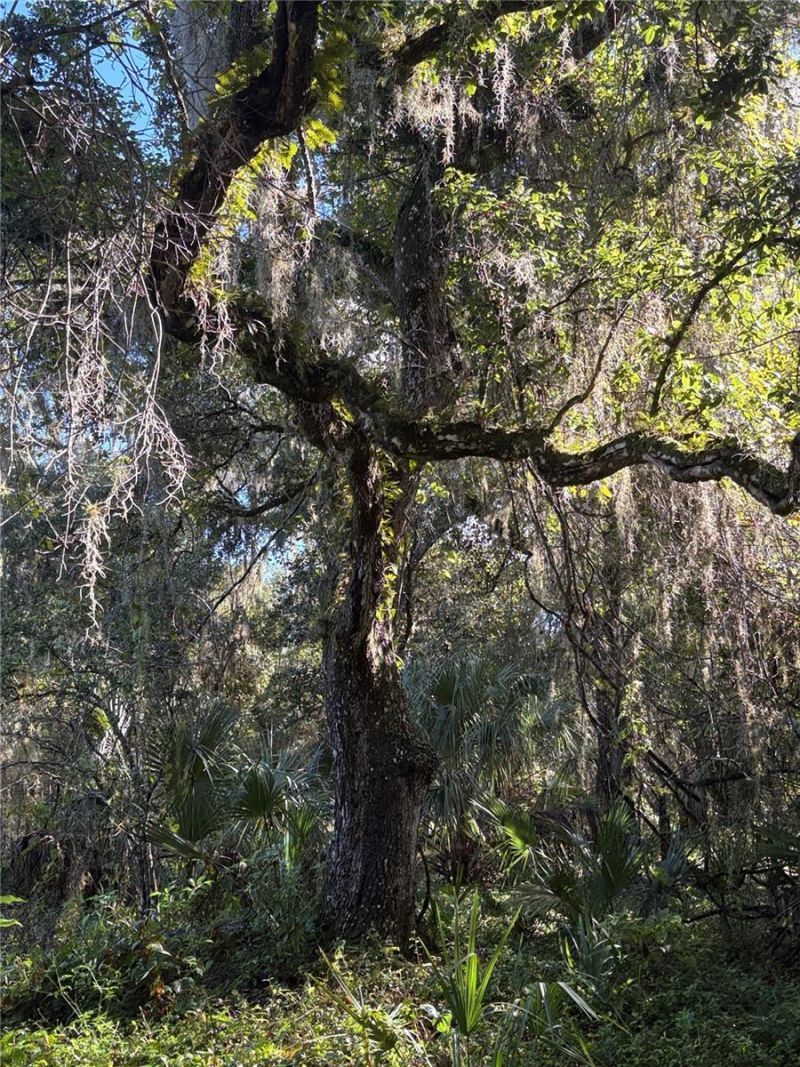 Curryville Road, Chuluota, FL 32766 Photo