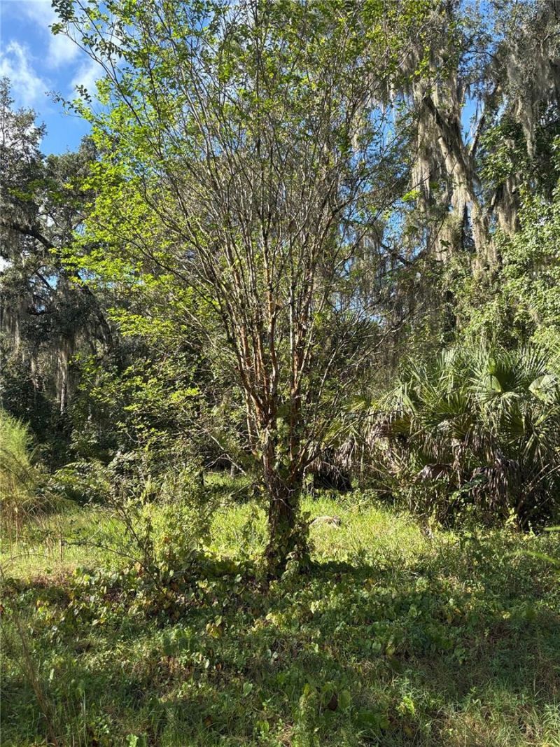Curryville Road, Chuluota, FL 32766 Photo