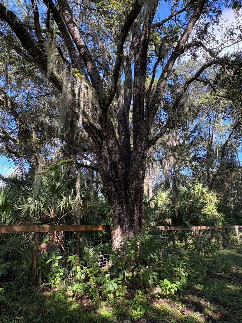 Curryville Road, Chuluota, FL 32766 Photo