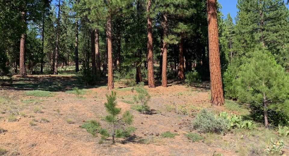 678 Blacktail Ridge, Portola, CA 96122 Photo