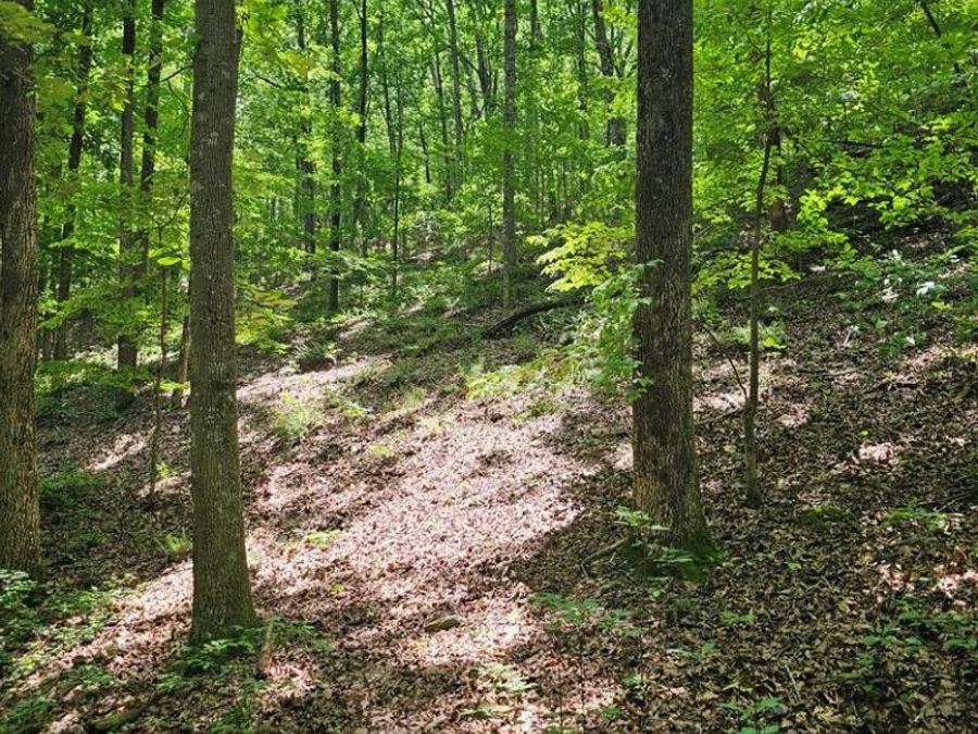 Property Image 13