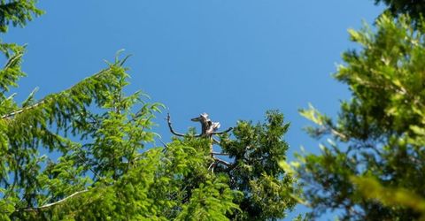 10075 White Fir Rd, Georgetown, CA 95634 Photo