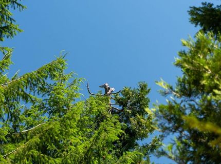 10075 White Fir Rd, Georgetown, CA 95634 Photo