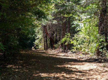 10075 White Fir Rd, Georgetown, CA 95634 Photo
