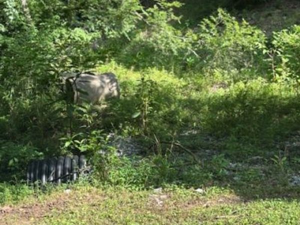 0 Seymour Hollow Road, Whites Creek, TN 37189