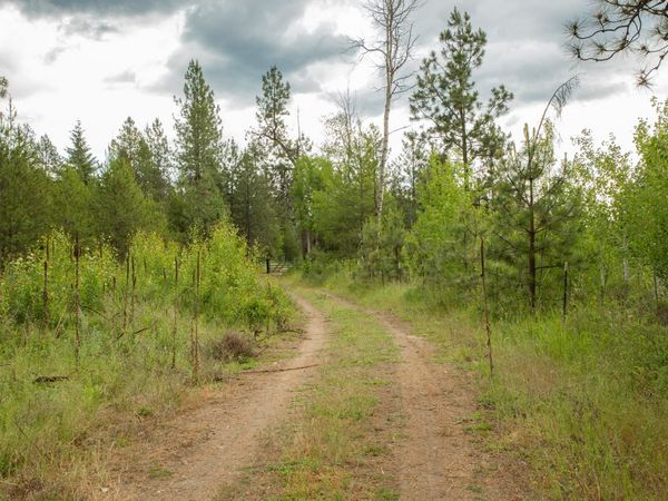 4110 Cemetery Rd, Springdale, WA 99137