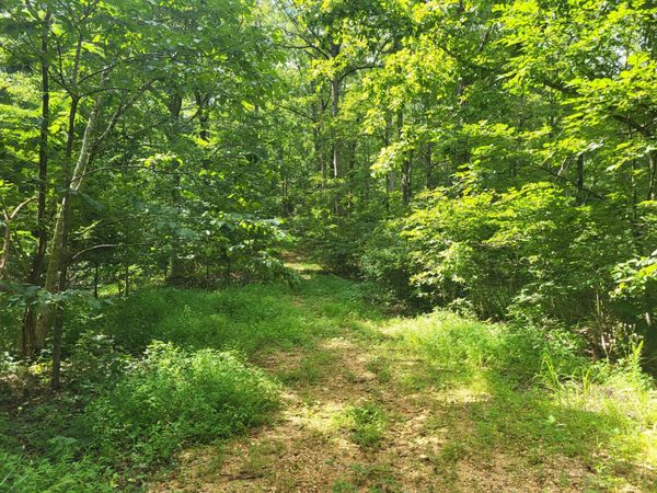 0 Mt Carmel Rd, Mosheim, TN 37818