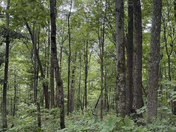 21 and 21.1 PYLES FRK Fork, Mannington, WV 26582