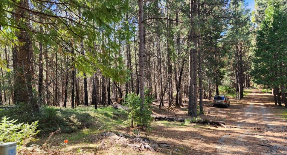 5303 Old Mine Rd, Grizzly Flats, CA 95636 Photo