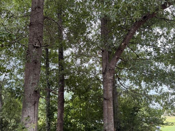 Cedar Ridge , McComb, MS 39648