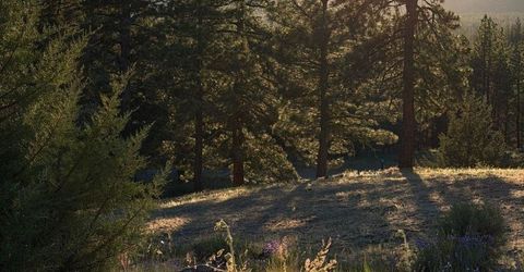 905 Dancing Bears, Portola, CA 96122 Photo