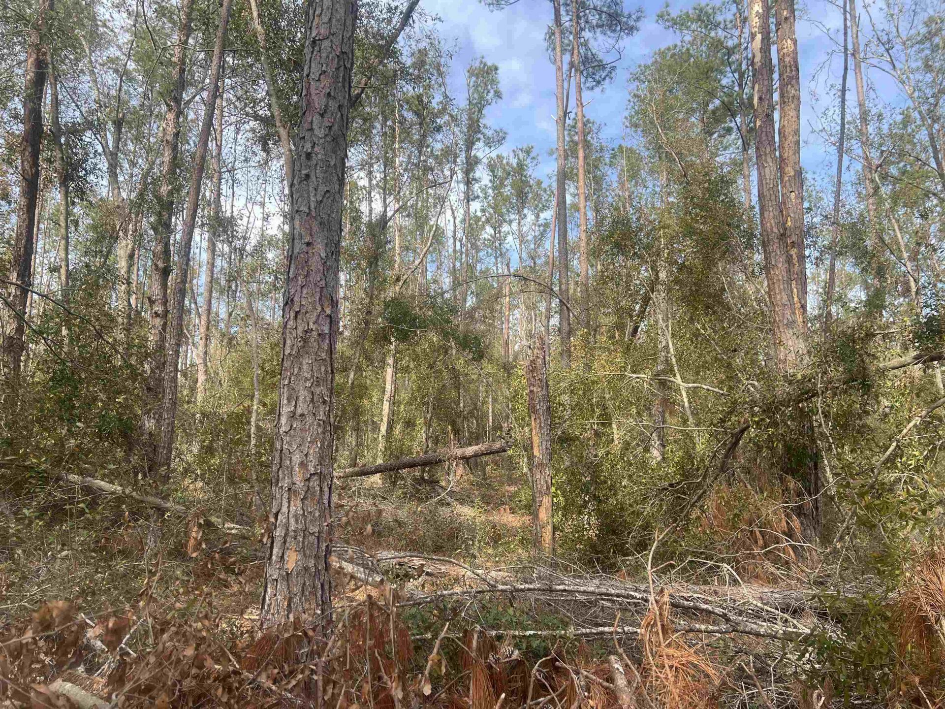 Tbd 14th Trace, Live Oak, FL 32060 Main Photo