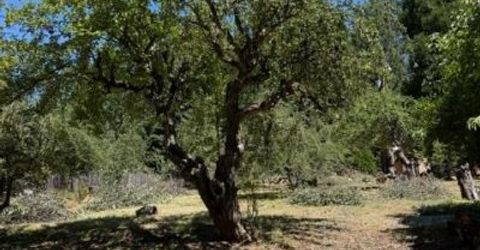 1869 Hwy 4, Arnold, CA 95223 Photo