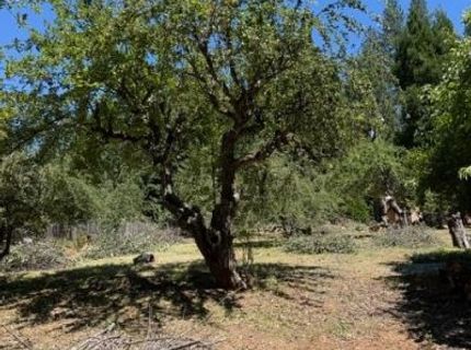 1869 Hwy 4, Arnold, CA 95223 Photo