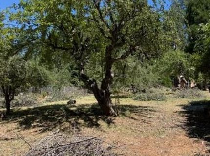1869 Hwy 4, Arnold, CA 95223 Photo