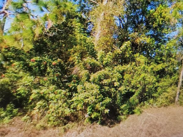 1023 Acacia Avenue, Lehigh Acres, FL 33972