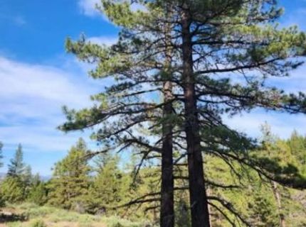 Cheney Creek Rd, Susanville, CA 96130 Photo