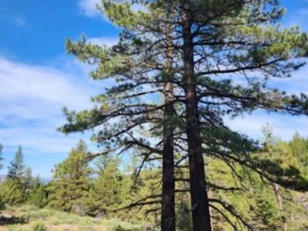 Cheney Creek Rd, Susanville, CA 96130