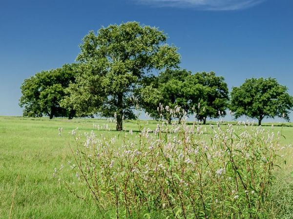 001 W Pleasant Valley Road , Henrietta, TX 76230