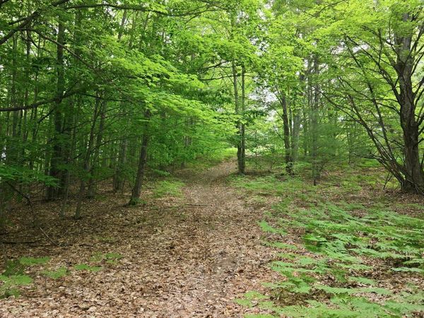3982 Mitchell Road SE, Kalkaska, MI 49646