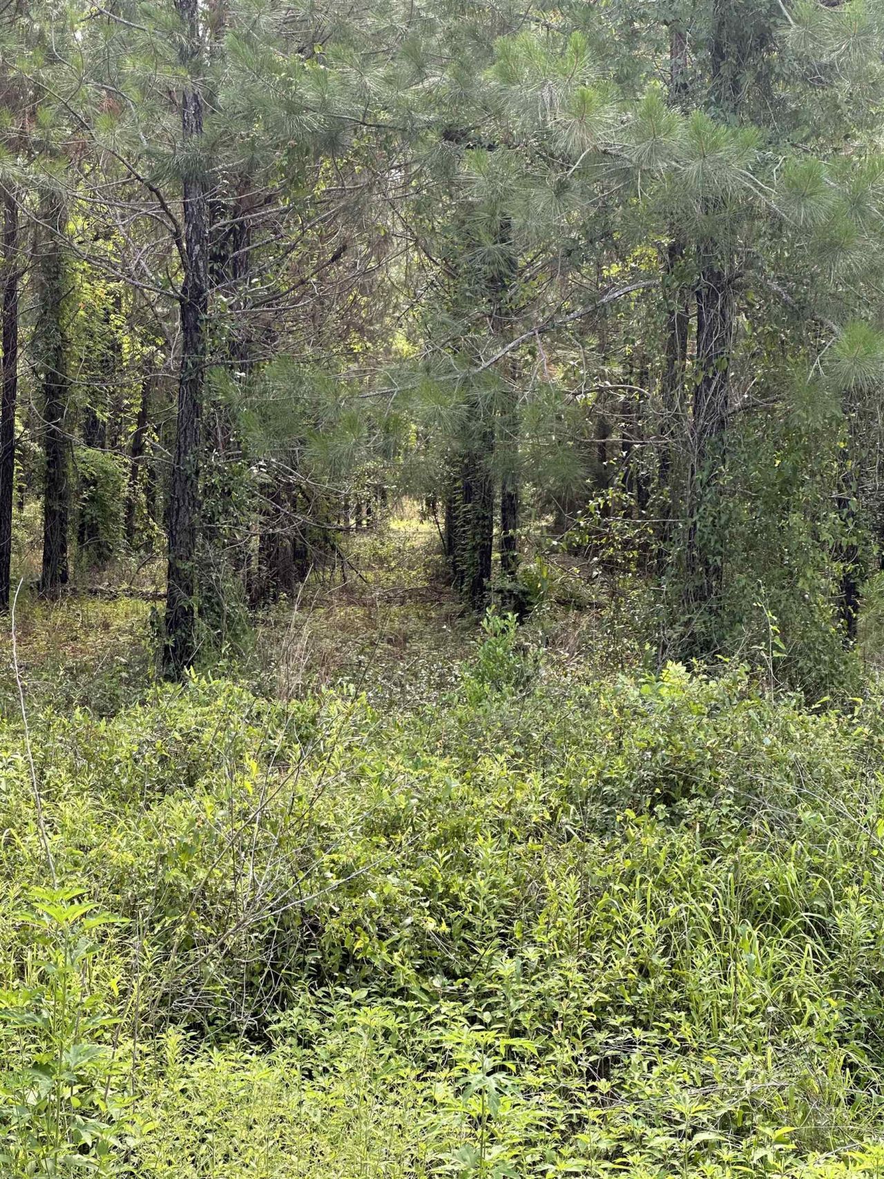 0000 NW Us 221 N Highway, Greenville, FL 32331 Photo