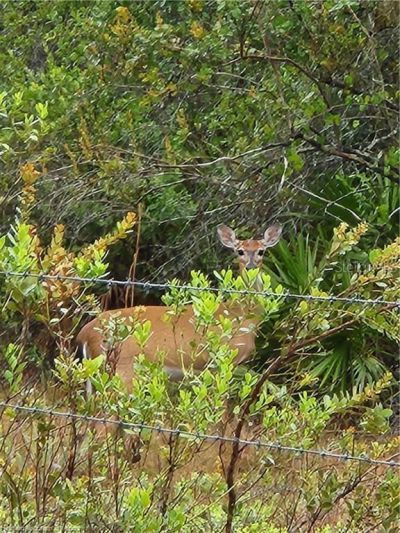 17470 County Road 731 , Venus, FL 33960 Photo