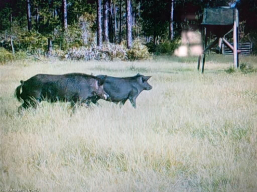 17470 County Road 731 , Venus, FL 33960 Photo