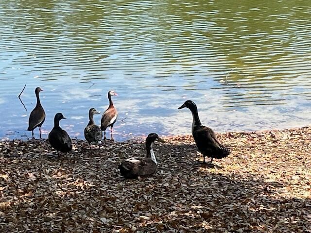 691 Blue Heron Photo 34